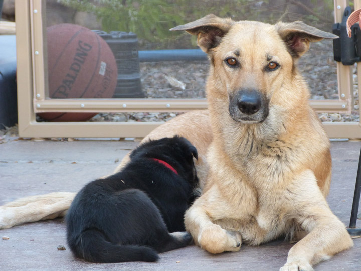 chinook dog